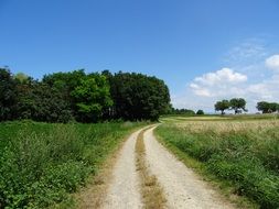 rural road among green fields on a sunny day