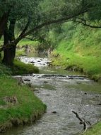 landscape of a curved river in a forest