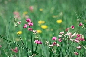 pink sweet pea in bllom on meadow