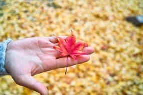 Red Autumn Leaves in a hand