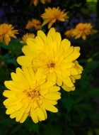 coreopsis or Parisian beauty close up