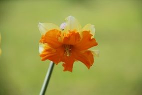 two-tone daffodil close-up