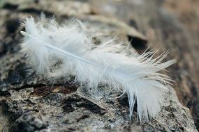 white feather on tree bark close-up