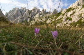 purple flowers among green grass in the meadow