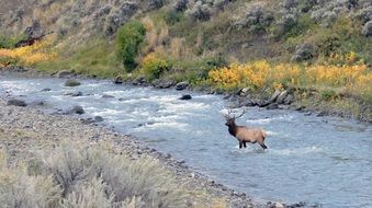 bull elk in river