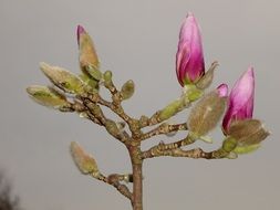 Blooming flowers in spring
