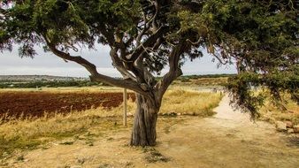 tree at the Cape of Cavo Greco, Cyprus