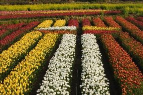 colorful tulip field view