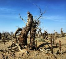 magnificent Euphratica Forest