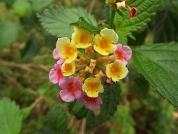 stunning Lantana Camara Flower