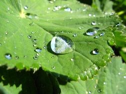 Drops Of Water on Leaf