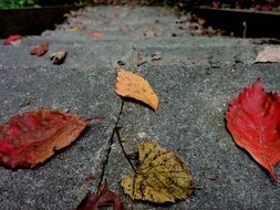 fallen autumn leaves on stone steps