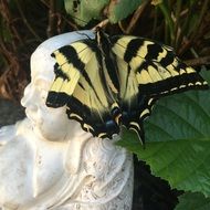 Butterfly Buddha