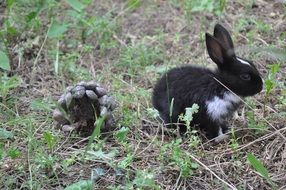 black rabbit on dry grass