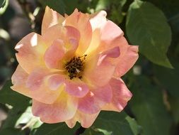 delicate pink thorn flower