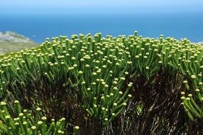 Wild flowers in South Africa
