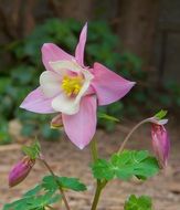 Flower Columbine close-up on blurred background