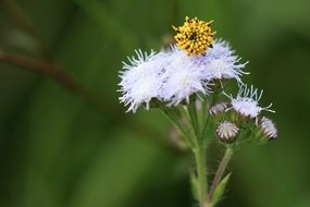 linn herb season