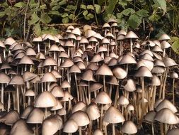 A lot of funguses