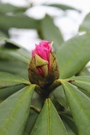 Beautiful and colorful Rhododendron blooms in the garden