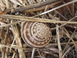 Snail in a spiral shell