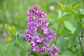 branch of purple lilac close-up