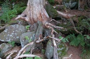 stones among the roots of a large tree