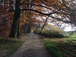 Path in a autumn forest