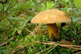 Close up photo of mushroom in a forest