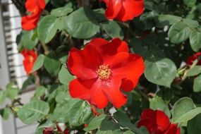 bush of red garden rose