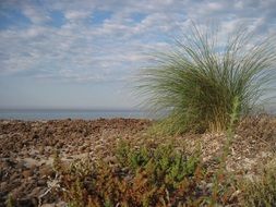 Landscape with the grass on the beach