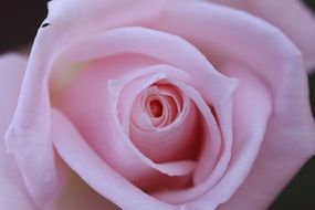 macro view of Pink Rose center