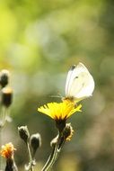 beautiful butterfly on the flower