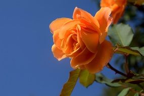 orange roses on a bush against a clear blue sky