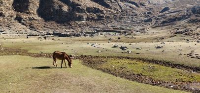 Horse Mountains Nepal Grass