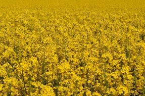 blooming rapeseed field