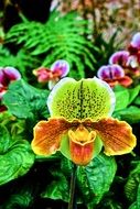 bright colors of orchid flower