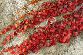 red Ivy on a stone close-up