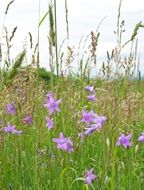 Flowers Campanula Patula Grass