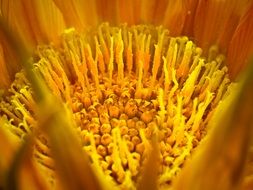 stamens of yellow ice plant