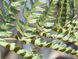 Shade Fern