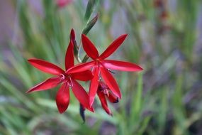 red flowers among the reeds