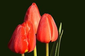 Red tulips in nature