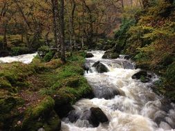 Forest River Flowing