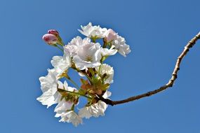 Japanese cherry in spring