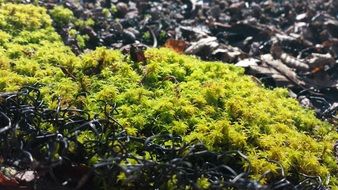 striking Moss Green