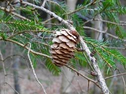 Larch Cone on branch close up