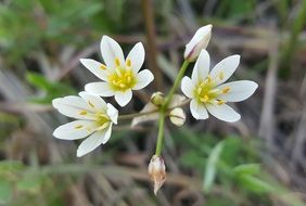 fascinating False Garlic