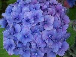 tender blue hydrangea