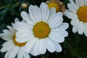 bush of snowy white daisies in the garden